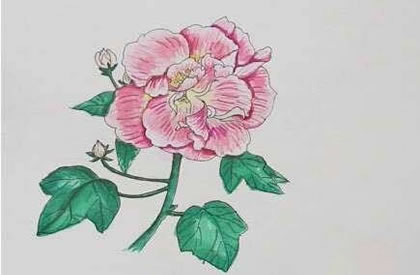 芙蓉花简笔画